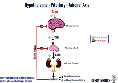 Audio-Visual Stimulation and the hypothalamic-pituitary-adrenal axis